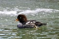 Immature Female BarrowÃ¢â¬â¢s Goldeneye #1